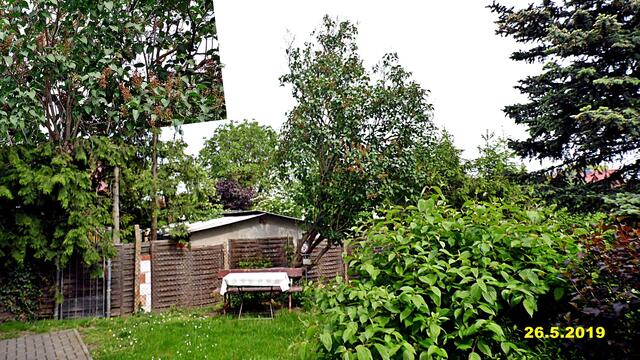 20  26.5.2019 - Sonntagsbilder - Fliederbaum (21) ! Temp: 6:41 / 8,1°C plus und 10:24 plus 22,8°C / Es werden Höchsttemperaturen von 21° (gefühlt: 21°) und mäßiger Wind (19 km/h) aus Westsüdwest mit starken Böen (43 km/h) erwartet. Es kommt zu Niederschlagsmengen von ≤ 0,1 l/m², die Niederschlagswahrscheinlichkeit beträgt 28%, die Sonne scheint 8,5 Stunden.