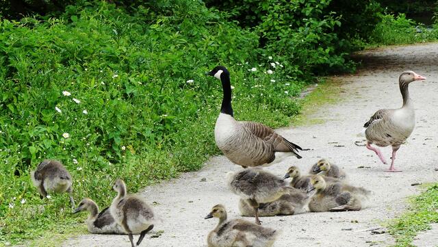 Noch eine Großfamilie