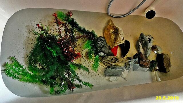 Ich bin Aquarianer - drei Stunden Arbeit die ich aber gerne mache - Wasserwechsel am 29.5.2019 !