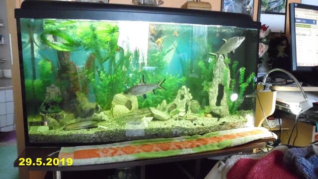 Ich bin Aquarianer - drei Stunden Arbeit die ich aber gerne mache - Wasserwechsel am 29.5.2019 !