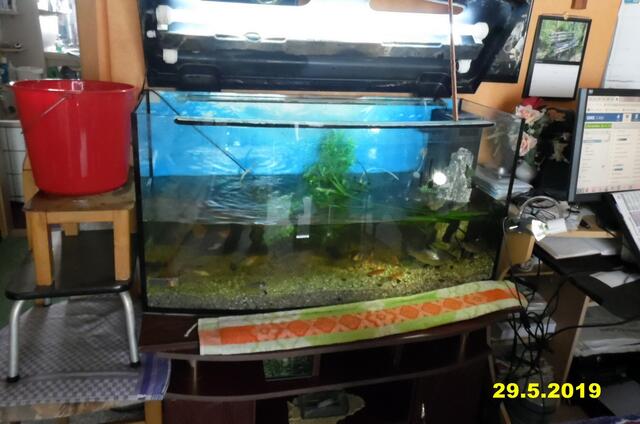 Ich bin Aquarianer - drei Stunden Arbeit die ich aber gerne mache - Wasserwechsel am 29.5.2019 !