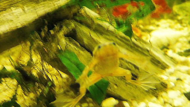 Ich bin Aquarianer - drei Stunden Arbeit die ich aber gerne mache - Wasserwechsel am 29.5.2019 !