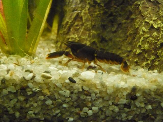 Ich bin Aquarianer - drei Stunden Arbeit die ich aber gerne mache - Wasserwechsel am 29.5.2019 !