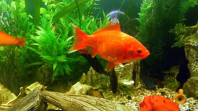 Ich bin Aquarianer - drei Stunden Arbeit die ich aber gerne mache - Wasserwechsel am 29.5.2019 !