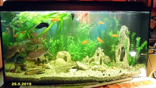 Ich bin Aquarianer - drei Stunden Arbeit die ich aber gerne mache - Wasserwechsel am 29.5.2019 !