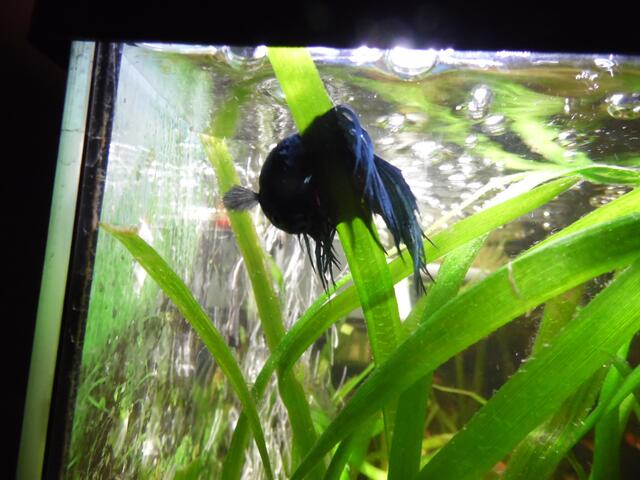 Ich bin Aquarianer - drei Stunden Arbeit die ich aber gerne mache - Wasserwechsel am 29.5.2019 !