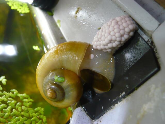 Ich bin Aquarianer - drei Stunden Arbeit die ich aber gerne mache - Wasserwechsel am 29.5.2019 !