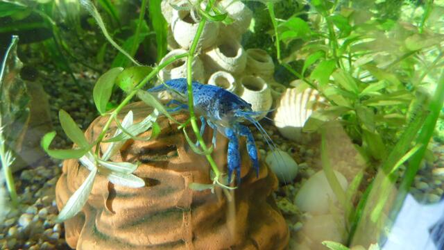 Ich bin Aquarianer - drei Stunden Arbeit die ich aber gerne mache - Wasserwechsel am 29.5.2019 !