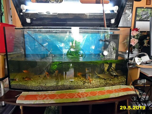 Ich bin Aquarianer - drei Stunden Arbeit die ich aber gerne mache - Wasserwechsel am 29.5.2019 !
