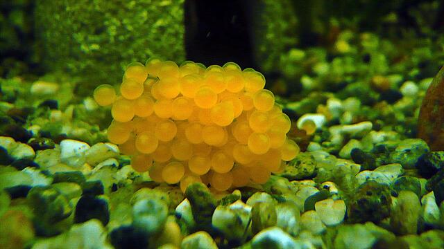 Ich bin Aquarianer - drei Stunden Arbeit die ich aber gerne mache - Wasserwechsel am 29.5.2019 !