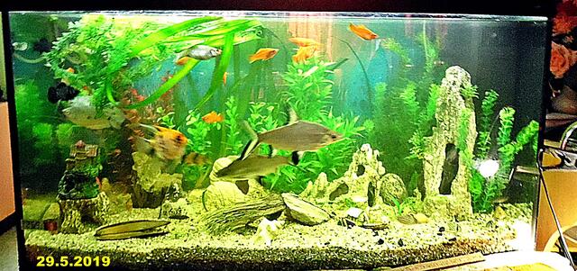 Ich bin Aquarianer - drei Stunden Arbeit die ich aber gerne mache - Wasserwechsel am 29.5.2019 !