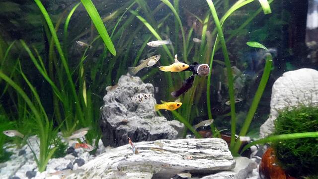 Ich bin Aquarianer - drei Stunden Arbeit die ich aber gerne mache - Wasserwechsel am 29.5.2019 !