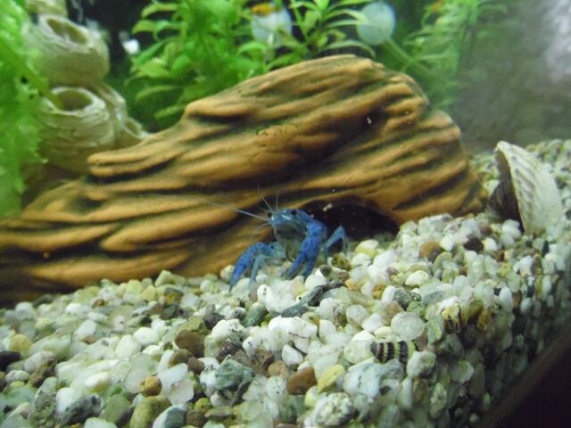 Ich bin Aquarianer - drei Stunden Arbeit die ich aber gerne mache - Wasserwechsel am 29.5.2019 !