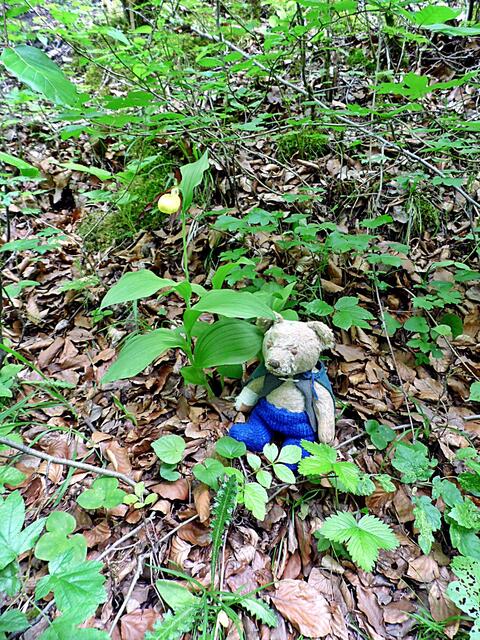 Das traurige Ende des Orchideen Lehrpfades in Krawinkel - Ende Mai 2019 !
