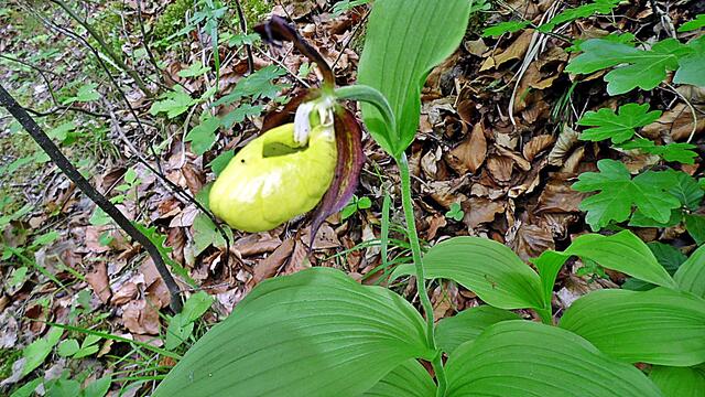 Das traurige Ende des Orchideen Lehrpfades in Krawinkel - Ende Mai 2019 !