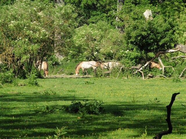Wildpferde in der Ferne