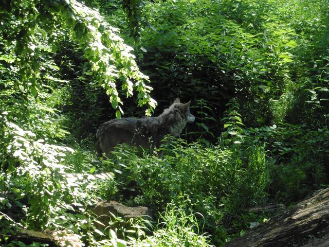 ... und der Wolf schaut zu, wie ....