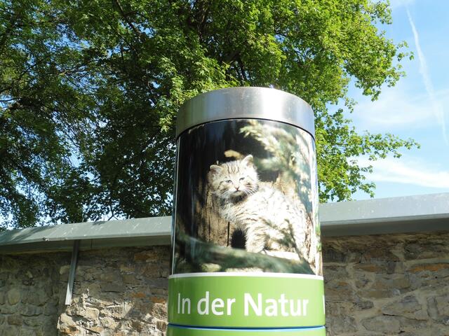 Auch die Wildkatzen sehen wir nur auf dem Foto!