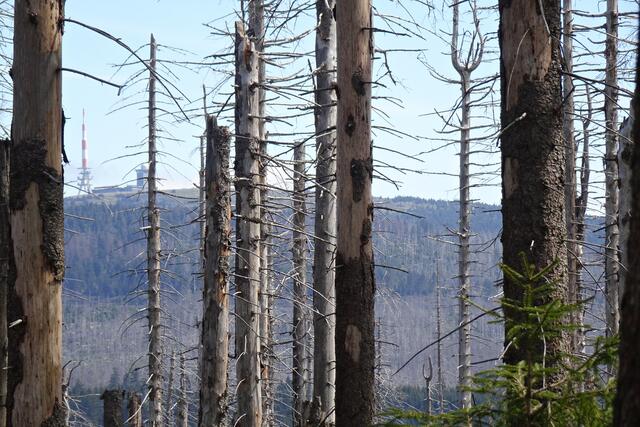 Blick durch die abgestorbenen Fichten zum Brocken