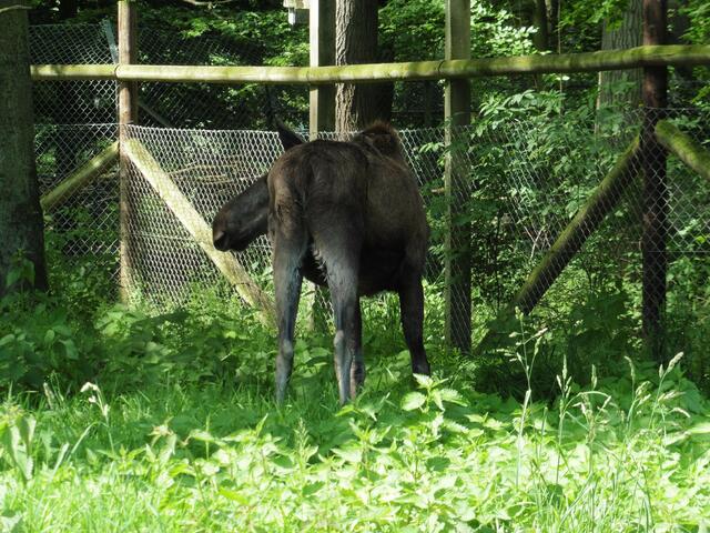 Elch von hinten, links der Kopf!