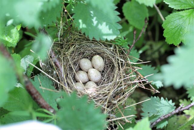 23.5. Sechs Eier!