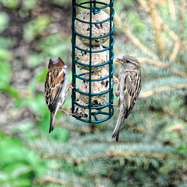 Diese Haussperlinge sind hier sehr selten. Meistens kommen "nur" Feldsperlinge!