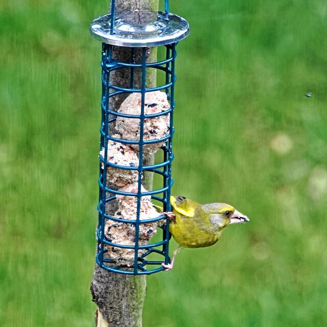 Vogelart noch unbestimmt!