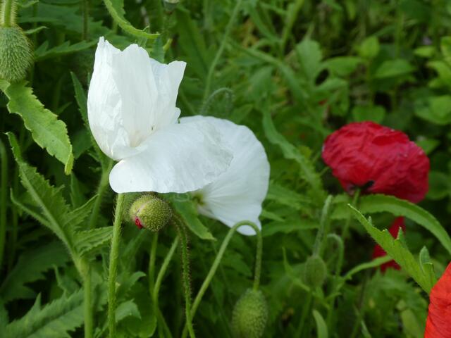 weisser Mohn
