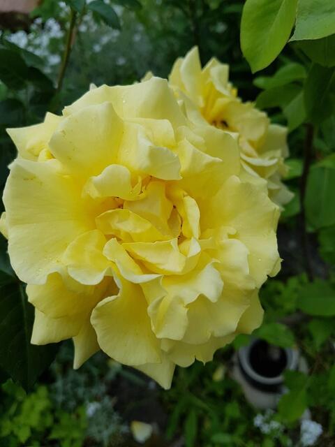 sehr eilig mit ihrer Zeit vom blühen, haben sie es