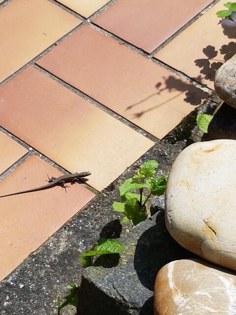 Kleine Eidechsen hab ich in großen Mengen im Garten!