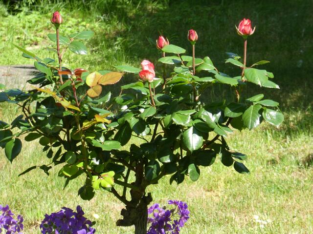 Stramme Rosen