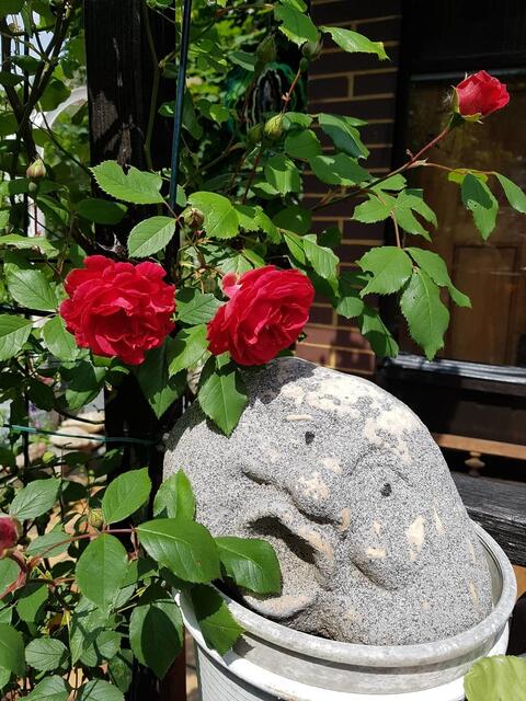 meine uralten Heckenrosen vorm Gartehaus sind doch wieder neu ausgetrieben !  und das Steingesicht wollte ich eigentlich nur mal kurz ablegen dann hab ich ihn vergessen und finde, er sieht hier auch ganz gut aus !?