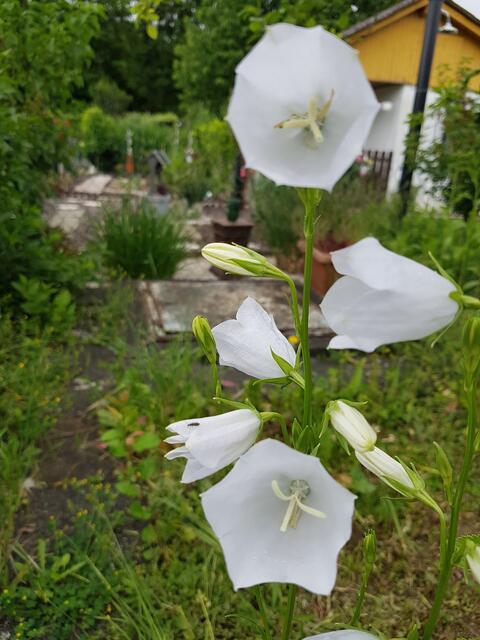Sie blühen jedes Jahr wieder erneut ! Sehr zu meiner Freude !