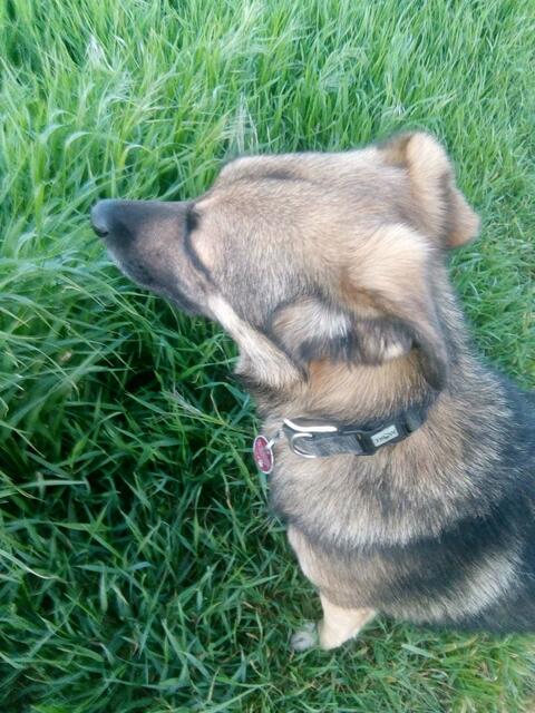 Seine süßen Ohren gefallen mir besonders gut !