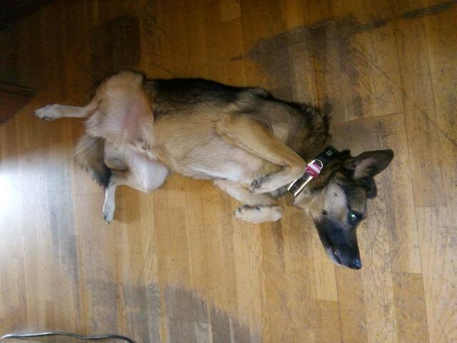 Hauptsache es macht ihm Spaß !