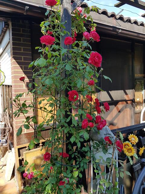 ich hab ein Dornröschenpfahl !