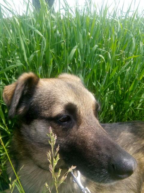 hübsches Kerlchen ist er doch und immer gern und brav im freien der Natur !