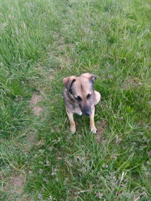 brav,   immer wartet er auf seine klaren Zeichen