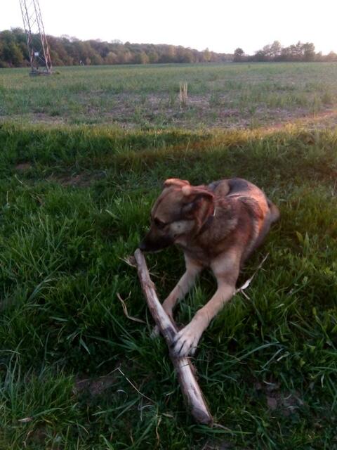 Am Stock kauen und knabbern