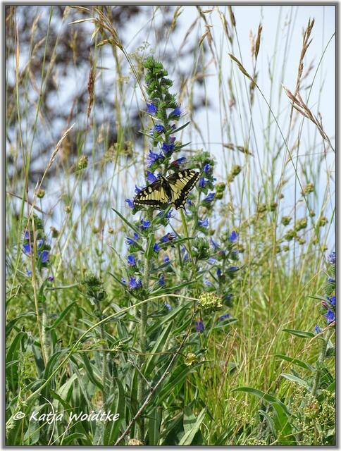 Mohnblüte am Kronsberg Hannover - Schwalbenschwanz (Papilio machaon)  (Foto: Katja Woidtke)