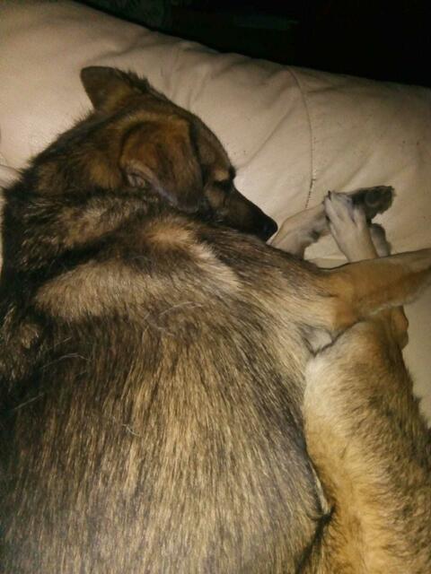 manchmal darf er auch auf der Choch liegen bleiben und schlafen !