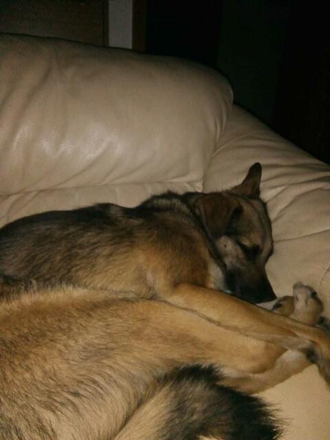 wie schön er seine Beine nach vorne bis zur Nase zieht ! Kaum zu glauben, daß man so als Hund gemütlich schlafen kann ??