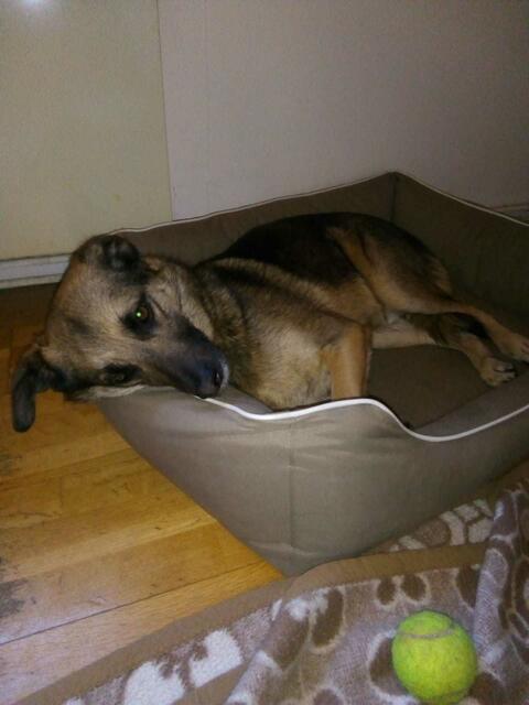 das gefällt ihm---und er ist so brav !