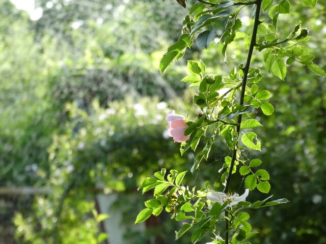 Buschrose