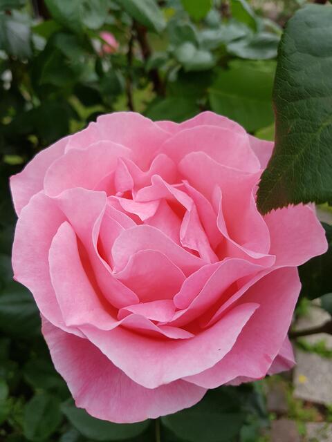 diese Schönheit, habe ich derzeit in großer Zahl ! Und sie duften herrlich !