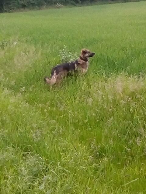da kommt wer ---er sieht es schon von weitem !