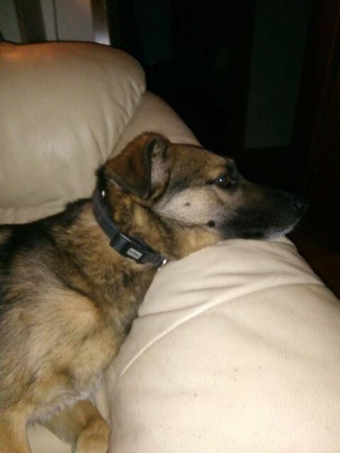 auch schön bequem den Kopf auflegen !