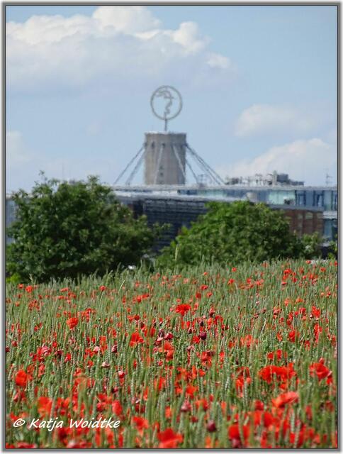 Mohnblüte am Kronsberg Hannover - Blick zum Messegelände (Foto: Katja Woidtke)