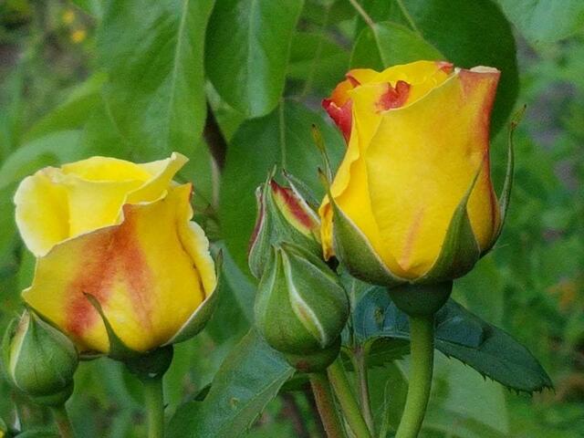 sie blühen sehr schön, nur nicht sehr lange !