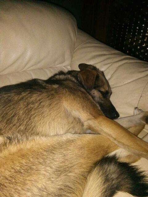 Lange Spaziergänge machen schon sehr müde !